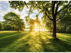 Komar Fototapete Golden Moment Grün 368 x 254 cm 611006