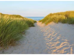 Hot Komar Fototapete Sandy Path 368 cm x 254 cm FSC®