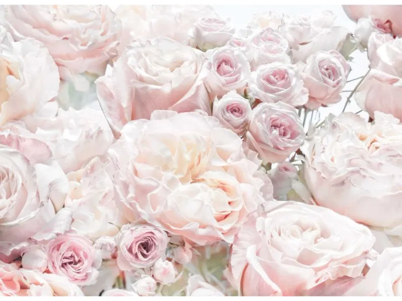 Komar Fototapete Spring Roses Hellrosa 368 x 254 cm 611041