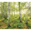 Best Komar Fototapete Vlies Birch Trees 400 x 250 cm