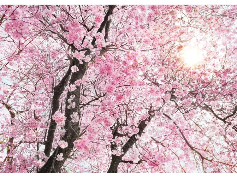 Komar Fototapete Vlies Bloom 400 x 260 cm