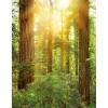 New Komar Fototapete Vlies Redwood 200 x 260 cm