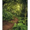 Best Komar Fototapete Vlies The Path 200 x 250 cm