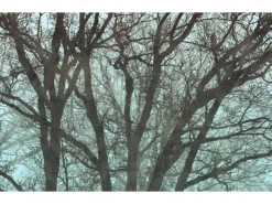 Komar Fototapete Whispering Woods 400 cm x 250 cm