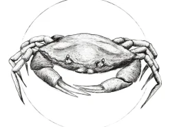 Outlet Komar Wandbild Crab White 50 x 70 cm