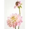 Komar Wandbild Dahlia 50 x 70 cm
