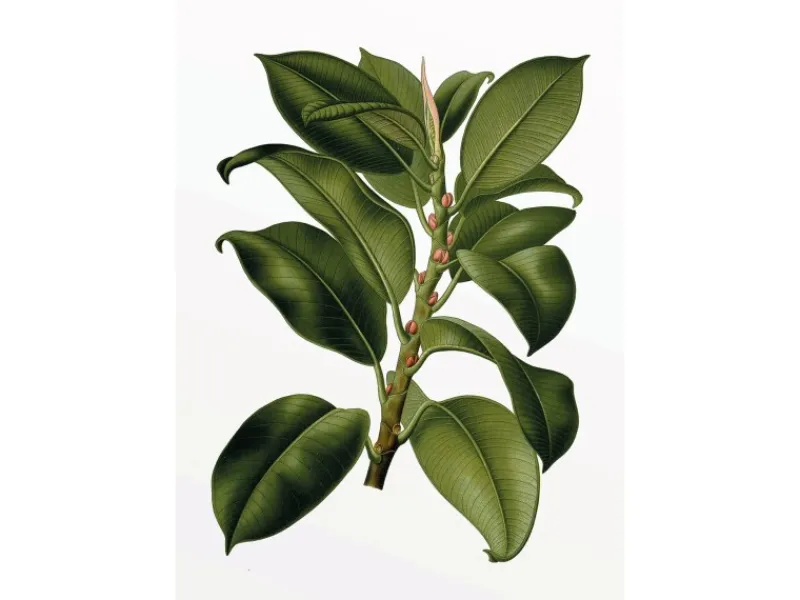 Komar Wandbild Elastica Tree 30 x 40 cm