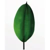Komar Wandbild Ficus Leaf 40 x 50 cm