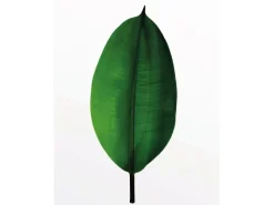 Komar Wandbild Ficus Leaf 40 x 50 cm