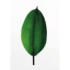 Komar Wandbild Ficus Leaf 50 x 70 cm