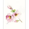 Clearance Komar Wandbild Magnolia Breathe 40 x 50 cm