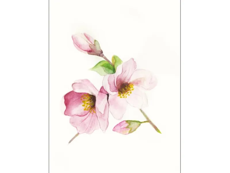 Clearance Komar Wandbild Magnolia Breathe 40 x 50 cm