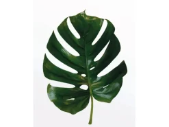 Komar Wandbild Monstera Leaf 40 x 50 cm