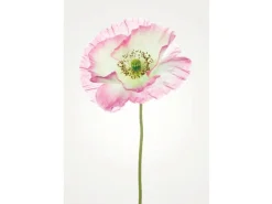 Komar Wandbild Poppy 50 x 70 cm