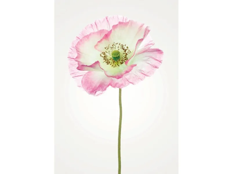 Komar Wandbild Poppy 50 x 70 cm