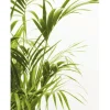 Best Komar Wandbild Reed Leaves 40 x 50 cm