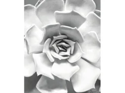 Komar Wandbild Succulent Closeup 40 x 50 cm