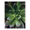 Sale Komar Wandbild Succulent Single 40 cm x 50 cm