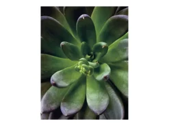 Sale Komar Wandbild Succulent Single 40 cm x 50 cm
