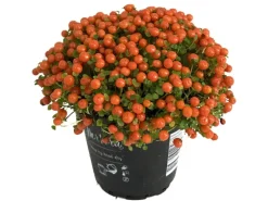 Korallenbeere "Astrid" Höhe ca. 5 - 10 cm im Topf-Ø ca. 8 cm Nertera granadensis