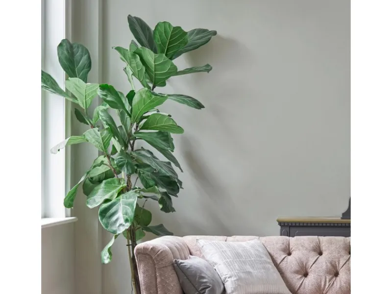 Laura Ashley Wandfarbe Pale Sage Leaf Grün 2,5 l