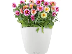 Lechuza ® Pflanzgefäß Classico Color 18 Ø 18 cm