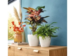 Lechuza ® Pflanzgefäß Classico Color 18 Ø 18 cm