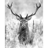 Pro Art Leinwandbild Basic Anonymus Grey Deer Head II 77 cm x 57 cm