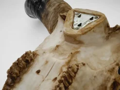 Outlet MCW Deko Schädel 132cm A14 Stier Naturfarben