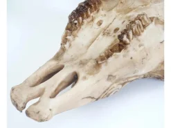 MCW Deko Schädel T454 Longhorn Tribal