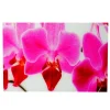 Clearance MCW Glasbild T117 40x60cm Orchidee