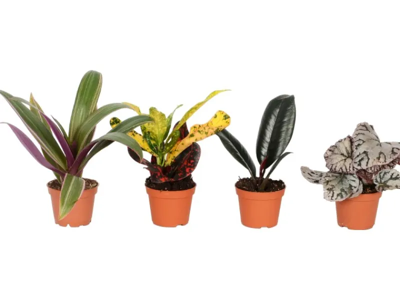 Mini Grünpflanze in Sorten Höhe ca. 10-15 cm Topf-Ø ca. 6 cm