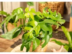 Outlet Monstera Minima (Zwerg-Fensterblatt) Topf-Ø ca. 12 cm Rhaphidophora tetrasperma