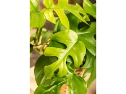 Outlet Monstera Minima (Zwerg-Fensterblatt) Topf-Ø ca. 12 cm Rhaphidophora tetrasperma