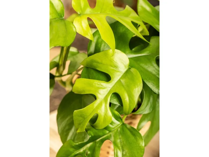 Outlet Monstera Minima (Zwerg-Fensterblatt) Topf-Ø ca. 12 cm Rhaphidophora tetrasperma