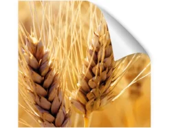 Myspotti Küchenrückwandfolie Korn Selbstklebend 450 cm x 60 cm