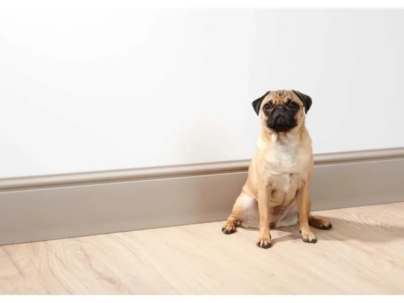 Clearance NOEL & MARQUET NMC FL17 WALLSTYL Sockelleiste Zierleiste Stuckleiste 2 m 200 cm x 1,8 cm x 17 cm Weiß