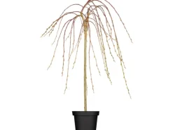 GROW by OBI OBI Hängende Kätzchenweide "Pendula" Gelb Höhe ca. 50-60 cm Topf ca. 3,5 l Salix