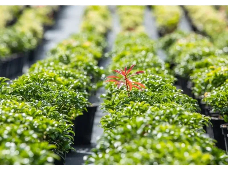 Pieris Japonica Bonfire Japanische Lavendelheide Rot 20–25 cm