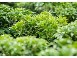 Pieris Japonica Bonfire Japanische Lavendelheide Rot 20–25 cm