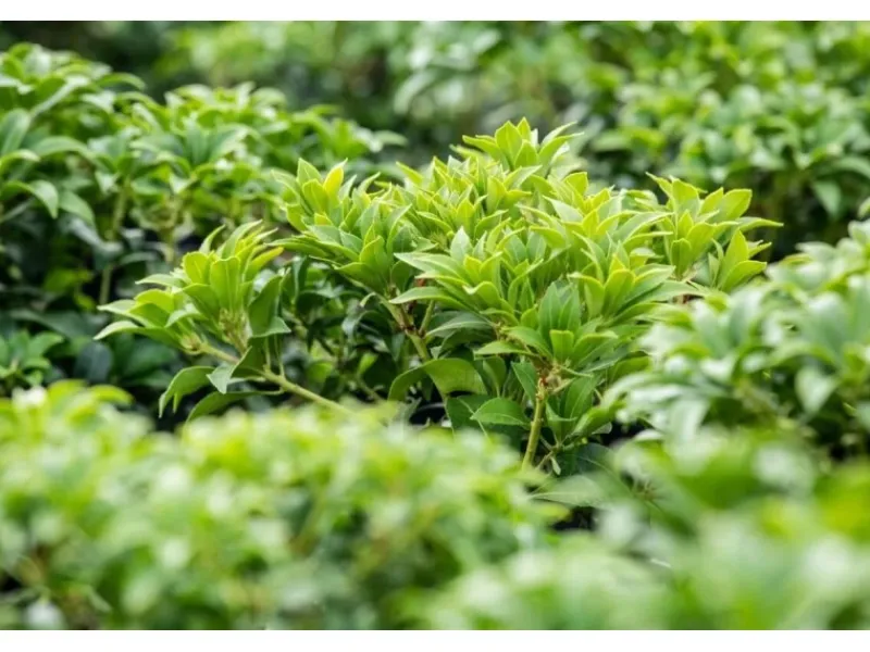 Pieris Japonica Bonfire Japanische Lavendelheide Rot 20–25 cm