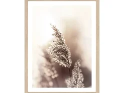 Sale Pro Art Bild Framed Art Dried Fiber 40 cm x 30 cm