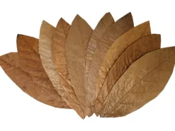 Online Proflora Cacao Blätter Klein