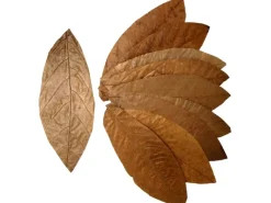 Online Proflora Cacao Blätter Klein