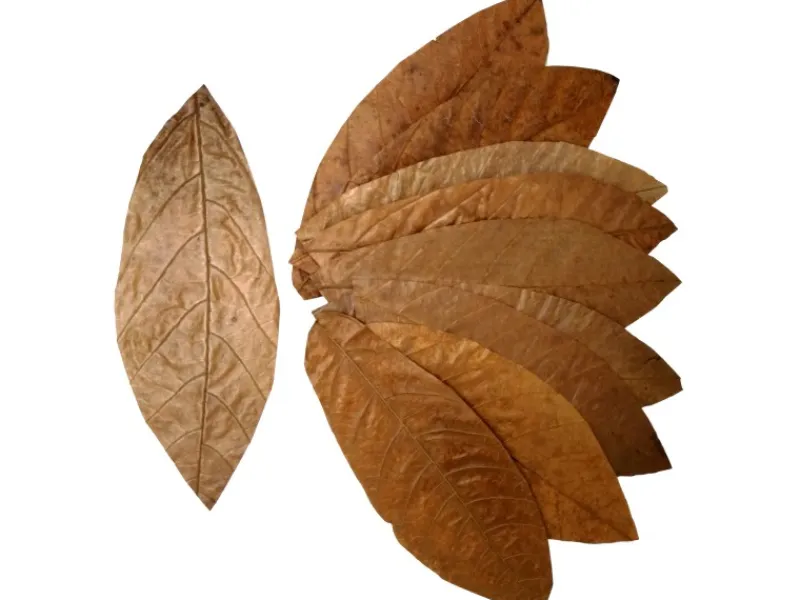 Online Proflora Cacao Blätter Klein