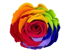 Online Rosenbox Herz Weiß-Schwarz mit 13 Rainbow Rosen