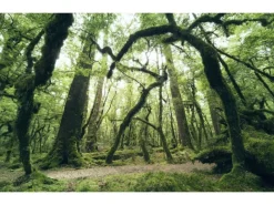 Sanders & Sanders Fototapete Wald Grün 450 x 280 cm 612685