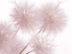 Sanders & Sanders Fototapete Blumen Hellrosa 360 x 254 cm 600402