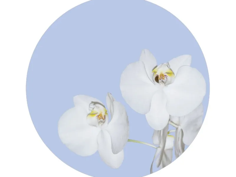 New Sanders & Sanders Selbstklebende Runde Tapete Blumen Hellblau und Weiß Ø 70 cm 601087