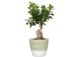 Scheurich Übertopf 950 Ø 14 cm x 13 cm Hellgrün